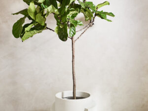 Vayu XL Floor Planter